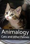 Animalogy: Cats and Other Felines