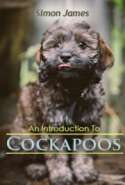 An Introduction To Cockapoos
