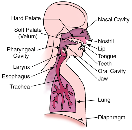 Figure (anatomy.png)