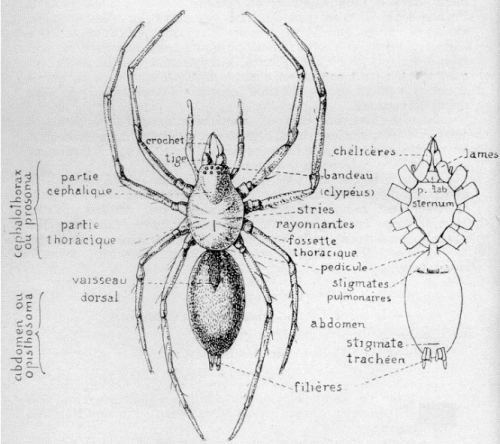 Figure (spider1.png)