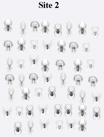 Figure (spidersite2.png)