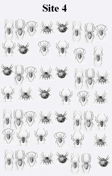 Figure (spidersite4.png)