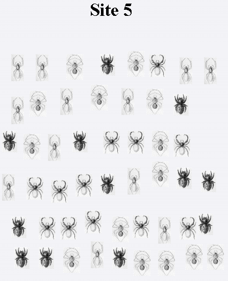 Figure (spidersite5.png)