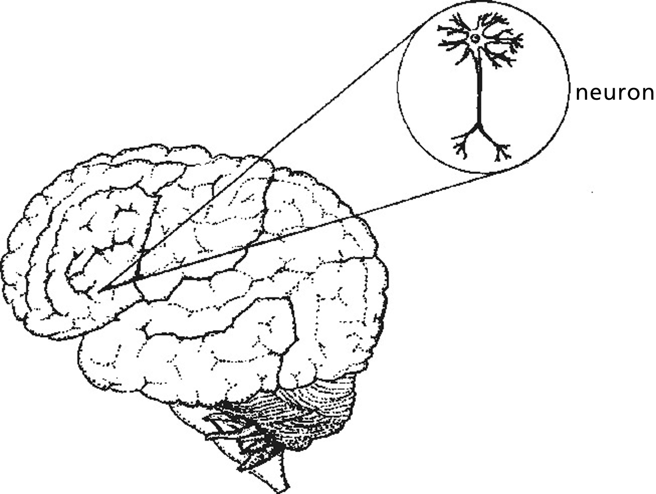 Understanding the brain