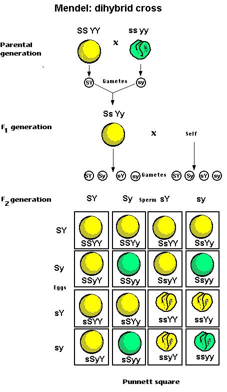 Figure (graphics10.jpg)