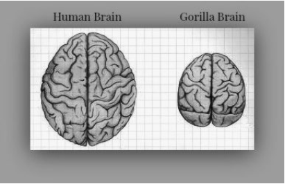 who owns gorilla mind