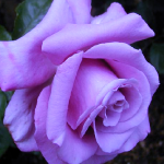 https://4.bp.blogspot.com/-4ue6jksasQc/T8PXrPmkuYI/AAAAAAAAABo/ZyIEwov25aw/s1600/Rose-Lavender.png